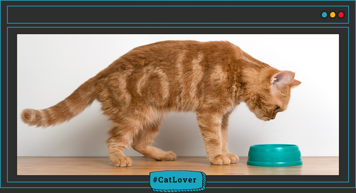  cuánto debe comer un gato al día